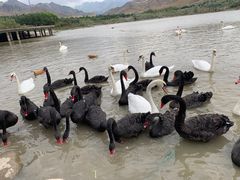 -新疆天山野生动物园
