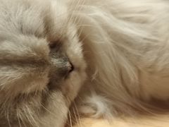 -猫猫幼稚园·撸猫·桌游·电玩