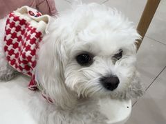 -艾贝尔宠物医院 ·中兽医·宠保定点(北门桥店)