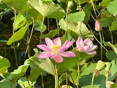 -莲花池公园
