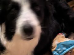 -伟伟宠物医院·CT影像中心·瑞派犬猫综合性门诊(汉口总院)