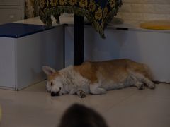 -平行世界·猫咖(首经贸店)