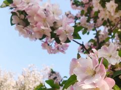 -海棠花溪(元大都城垣遗址公园)