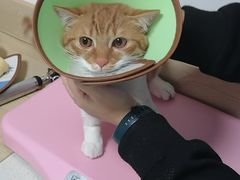 -乐派堂宠物医院·猫友好· 心脏科(东街店)