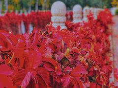 -斯多格书乡(北京大学畅春园店)