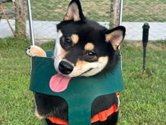 -爪吧宠物乐园 (温榆河示范区店)