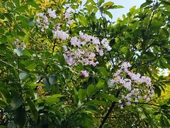 -星美国际影商城(黄龙店)