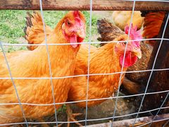 -田园东方蜜桃村的田野营地