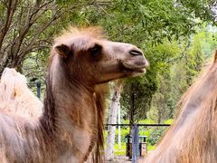 -长白岛森林公园