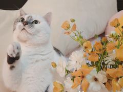 -循礼门鲜花花市(武汉循礼门店)