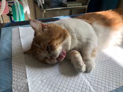 -东莞宠友24H宠物中心医院·转诊夜诊·异宠(新河北路院)