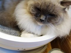 -啵啵喵·猫咖(攀华国际店)