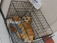 -瑞鹏宠物医院·超声·骨科·奇麟分院(蜀都万达店)