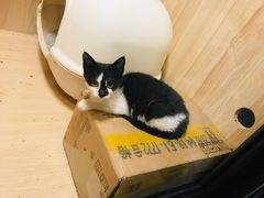 -猫咪博物馆(顶澳仔猫街店)