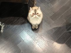 -猫色咖啡·猫咖