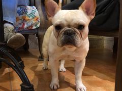 -more than meow吴止猫主题餐厅(承德 中船汇店)