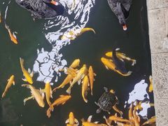 -南宫五洲植物乐园