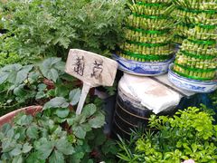 -曲阳花鸟市场(曲阳路店)