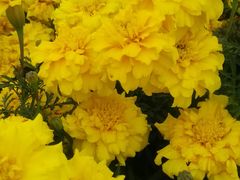 -莲花山花海