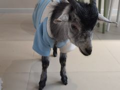 -怪兽屋·羊驼·猫咖·狗咖(俊华广场店)