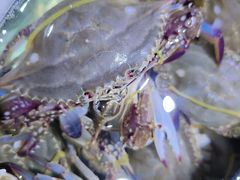 -聚盛源蒸汽海鲜火锅烤肉自助(巨川金海岸购物广场店)