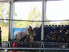 -泉州海丝野生动物世界