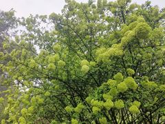 -铁山坪森林公园