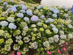 -荔湾湖公园