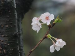 -钱塘江大桥
