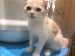 -藏猫猫咖啡主题馆(中央大道店)