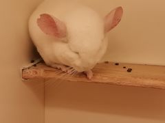 -龙猫仔乐园(惠福东路店)