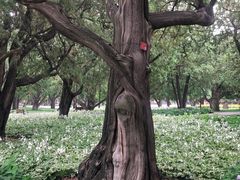 -北京市劳动人民文化宫(太庙)