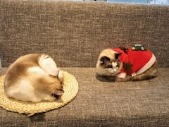 -南京Hallo宠物乐园·哈罗犬舍·柴犬繁育基地