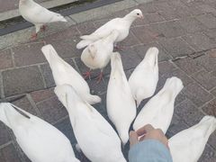 -东部华侨城
