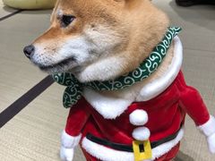 -逗柴咖啡屋·狗咖猫咖宠物桌游