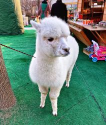 -萌宠亲子动物乐园(槐房万达店)