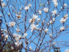 -广州市流溪河国家森林公园