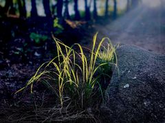 -南京市无想山景区