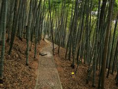 -上海佘山国家森林公园天马山园