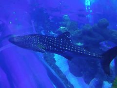 -成都浩海立方海洋公园