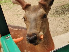 -北京野生动物园