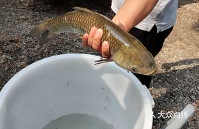Fresh Live Fish