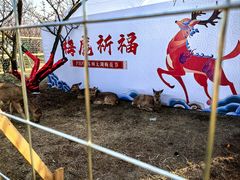 -香雪海
