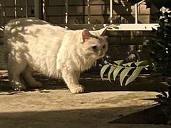 -魏家凉皮(博水商务大厦店)