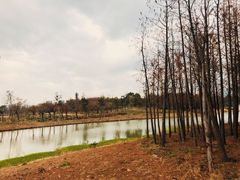 -三垟湿地