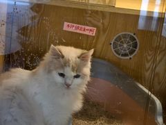 -平行世界·猫咖(首经贸店)