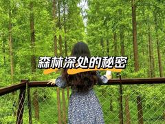 -黄海国家森林公园