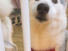 -Husky Go! 哈士奇体验馆·宠物咖啡厅狗咖