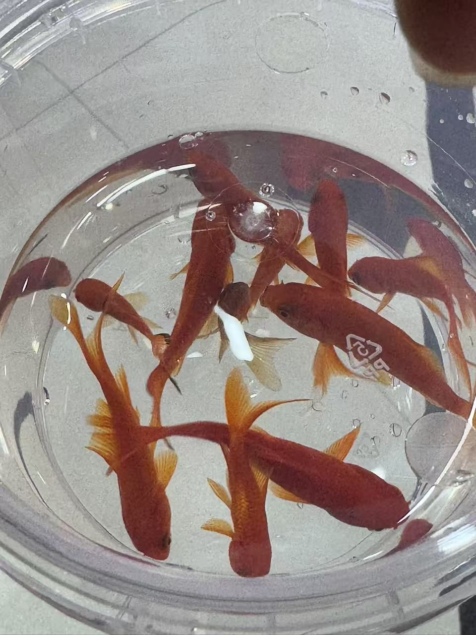 哇塞 好多小金鱼呀 🐟🐟🐟