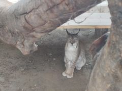 -青藏高原野生动物园